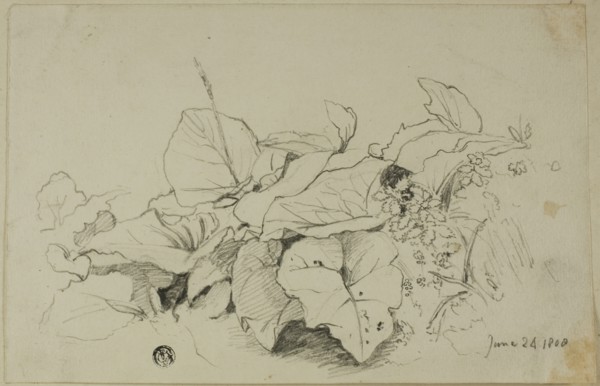 Clump of Leaves and Flowers, 1808/47. Creator: Joshua Cristall.