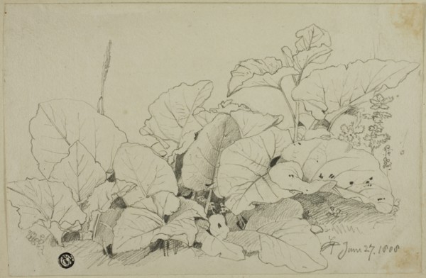 Clump of Leaves and Flowers, 1808/47. Creator: Joshua Cristall.
