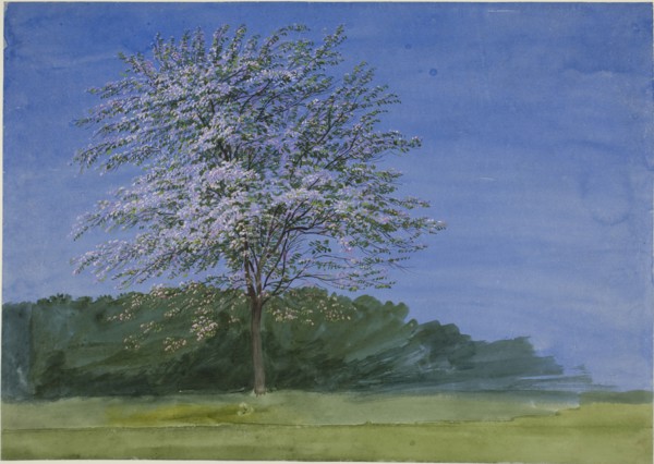 Study of a Tree in Bloom, c. 1835. Creator: William Turner.