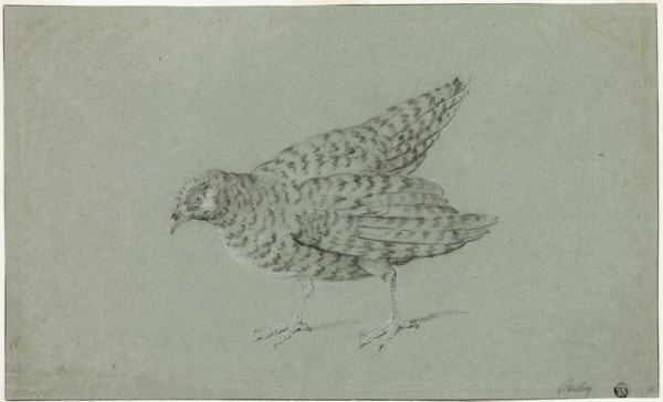 Partridge, n.d. Creator: Jean-Baptiste Oudry.