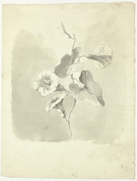 Morning Glories, n.d. Creator: Pierre Antoine Mongin.