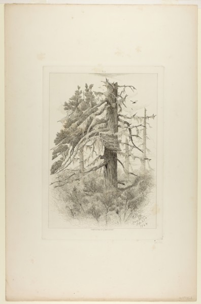 Old Trees at Naushon Island, 1864. Creator: Robert Swain Gifford.