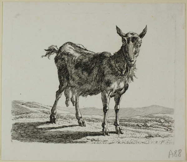 Standing Goat, from Die Zweite Thierfolge, 1800. Creator: Johann Christian Reinhart.