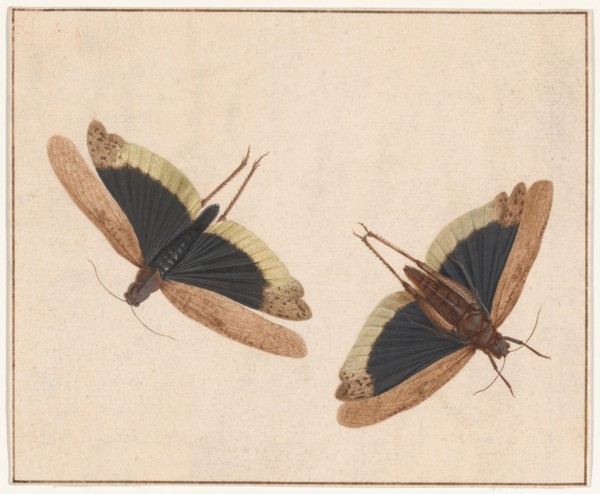Two Grasshoppers, c. 1685. Creator: Herman Henstenburgh.