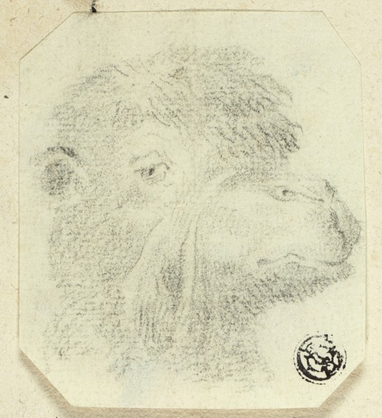 Camel's Head Facing Right, n.d. Creator: Unknown.