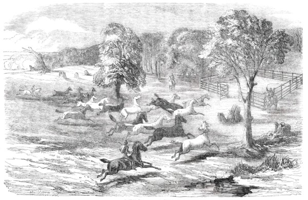 Driving Horses to the Stock-Yard, 1850. Creator: Unknown.