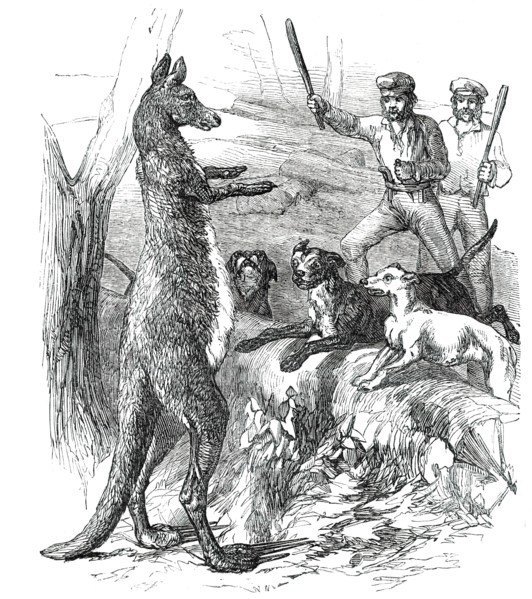 At Bay - "Sticking up a Boomer", 1850. Creator: Unknown.