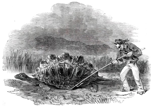 Gigantic Land Tortoise - a Present for Her Majesty, 1850. Creator: Unknown.