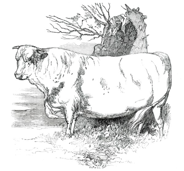 Prize Cattle at the Royal Agricultural Society's Show, at Exeter - Short-Horns - Class I. - First Pr Creator: Harrison Weir.