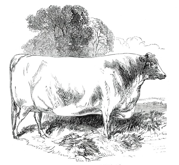 Prize Cattle at the Royal Agricultural Society's Show, at Exeter - Short-Horns - Class IV. - First P Creator: Harrison Weir.