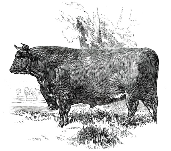 Prize Cattle at the Royal Agricultural Society's Show, at Exeter - Devon - Class I. - First Prize, £ Creator: Harrison Weir.