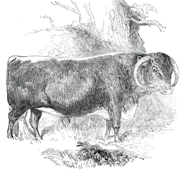Prize Cattle at the Royal Agricultural Society's Show, at Exeter - Cattle of Any Breed - Leicester - Creator: Harrison Weir.