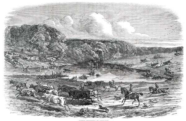 Cattle Mustering in Australia, 1850. Creator: Smyth.