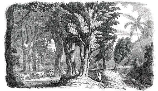 Mahogany Trees in the West Indies, 1850. Creator: Unknown.