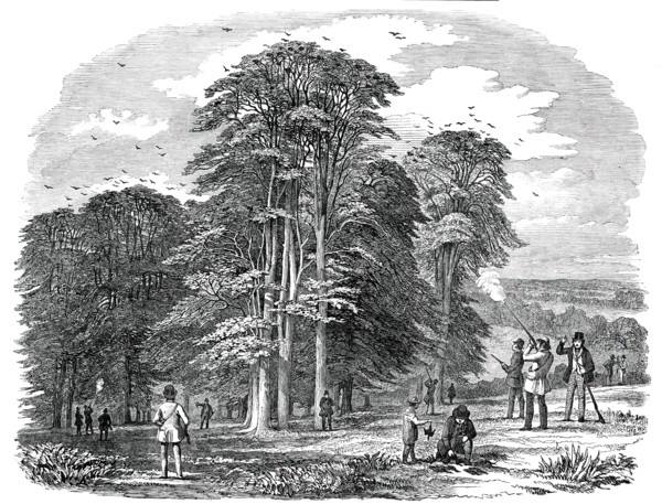 Rook-Shooting in Penshurst Park, 1850. Creator: Unknown.