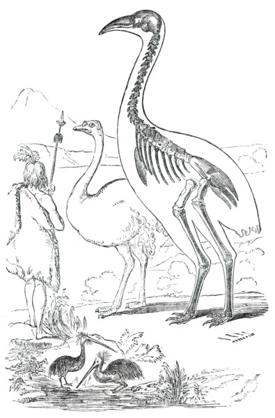 Comparative Sizes of Dinornis, Ostrich, and New Zealander, 1850. Creator: Unknown.