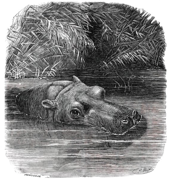 The Hippopotamus in the Gardens of the Zoological Society, Regent's-Park, 1850. Creator: Pearson.