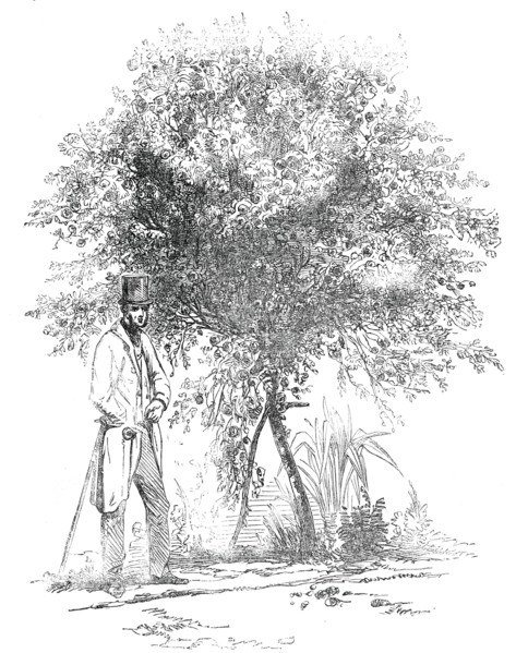 Large Rose-Tree (Hybrid China), at Mr. Buxton's Gardens, Wandsworth-Road, 1850. Creator: Unknown.