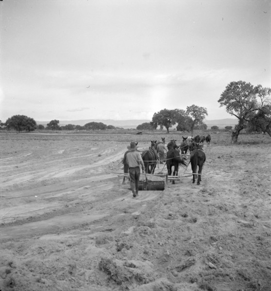 Leveling the land for irrigation on the Bosque Farms project, New Mexico, 1935. Creator: Dorothea Lange.