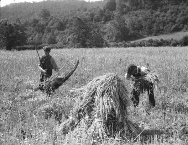 Cradling wheat near Sperryville, Virginia., 1936. Creator: Dorothea Lange.