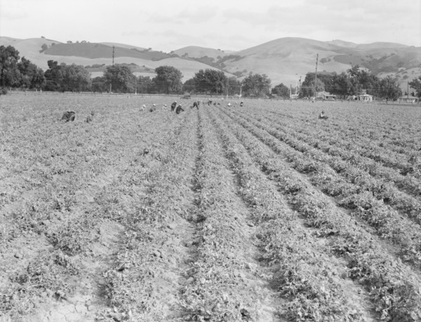 Near Tracy, California - Gang of Filipinos in pea field, 1938. Creator: Dorothea Lange.