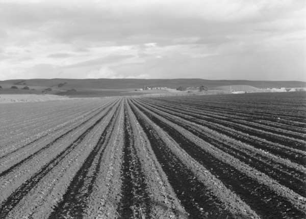 Large-scale pea fields, near San Juan Bautista, California, 1939. Creator: Dorothea Lange.