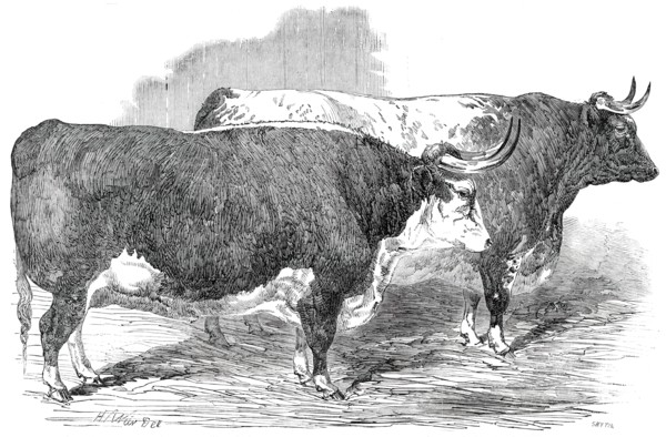 Class 2. No. 33 - Earl Hardwicke's Ox..., 1850. Creator: Smyth.