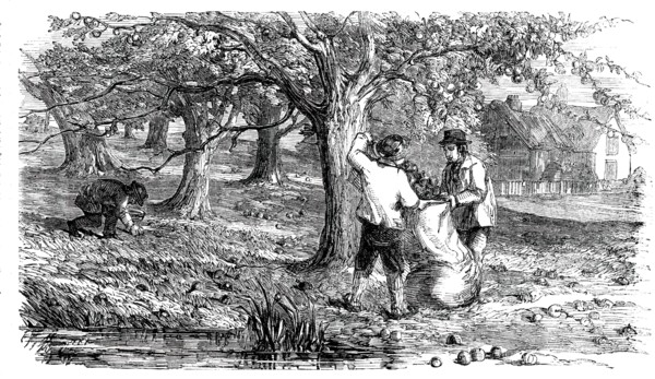 Cider-Making in Devonshire - Collecting the Grass-Fruit, 1850. Creator: Unknown.