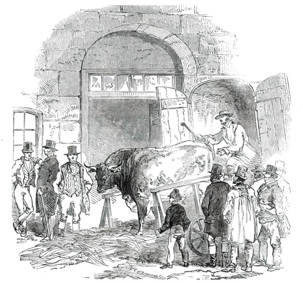 The Annual Exhibition of the Smithfield Club - Bringing in Hereford Ox, 1850. Creator: Unknown.