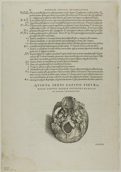 Leaf from De humani corporis fabrica (skull), plate 100 from Woodcuts from Books...1937. Creators: Johannes Stephan van Calcar, Max Geisberg.