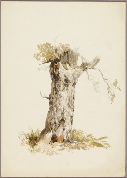 Tree Trunk I, n.d. Creators: Unknown, William Callow.
