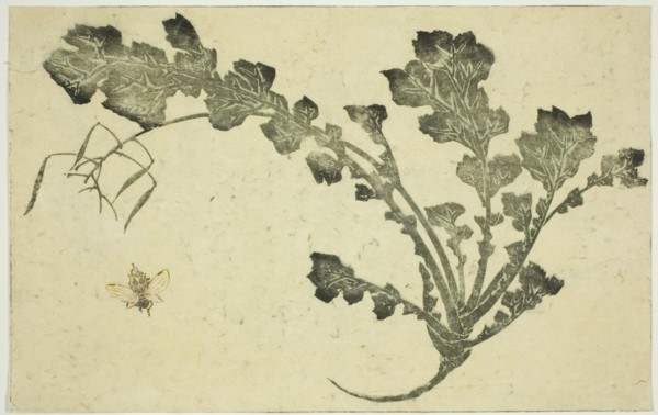 Wasp and turnip stalk, from "The Picture Book of Realistic Paintings of Hokusai..., Japan, c. 1814. Creator: Hokusai.
