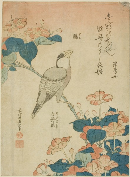 Japanese Grosbeak and Marvel of Peru (Ikaru, oshiroi no hana), from an untitled series...c. 1834. Creator: Hokusai.