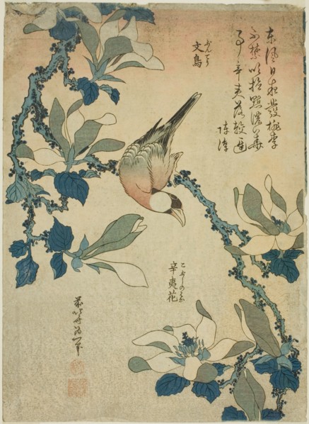 Paddy Bird and Magnolia Flowers (Buncho, kobushi no hana), from an untitled series..., c. 1834. Creator: Hokusai.