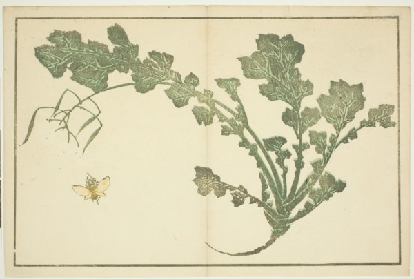 Wasp and turnip stalk, from "The Picture Book of Realistic Paintings of Hokusai...", Japan, c. 1814. Creator: Hokusai.