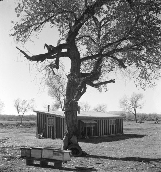 Temporary home, Bosque Farms project, New Mexico, 1935. Creator: Dorothea Lange.