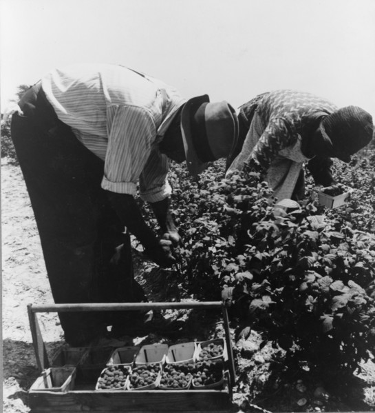Migrants from Delaware picking berries in southern New Jersey, 1936. Creator: Dorothea Lange.