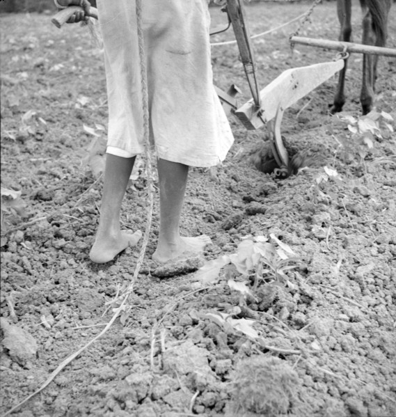 Alabama plow girl, Near Eutaw, Alabama, 1936. Creator: Dorothea Lange.