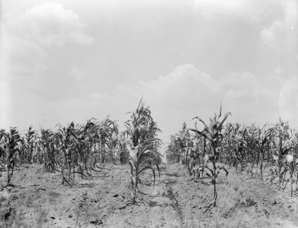 Drought corn, Central Georgia, 1936. Creator: Dorothea Lange.