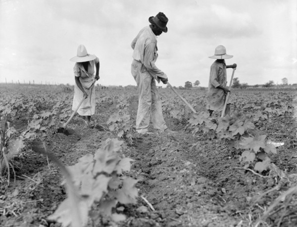 Hoe culture in the South, Near Eutaw, Alabama, 1936. Creator: Dorothea Lange.