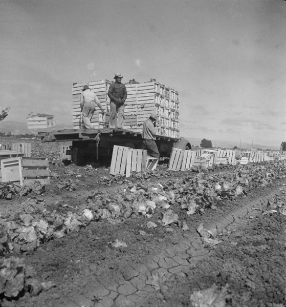 Salinas lettuce fields, California, 1936. Creator: Dorothea Lange.