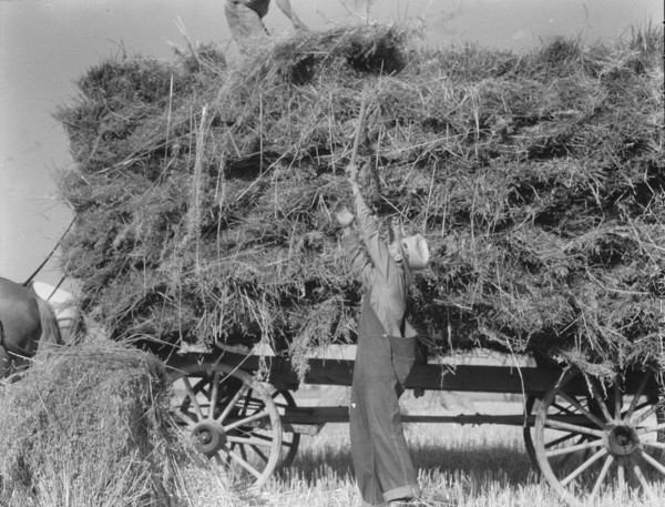 The threshing of oats, Clayton, Indiana, south of Indianapolis, 1936. Creator: Dorothea Lange.