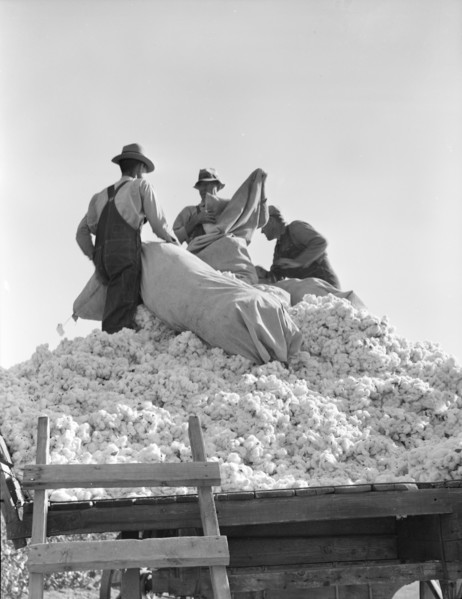Loading cotton, Southern San Joaquin Valley, California, 1936. Creator: Dorothea Lange.