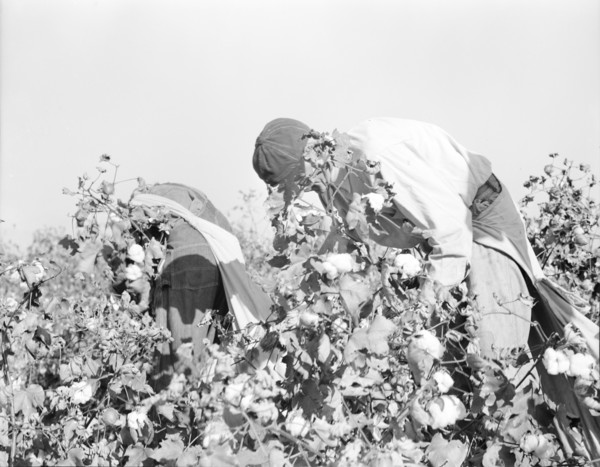 Picking cotton, San Joaquin Valley, California, 1936. Creator: Dorothea Lange.