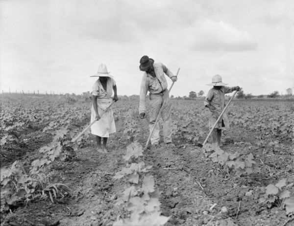 A Negro tenant farmer and several members of his family hoeing cotton...Alabama, 1936. Creator: Dorothea Lange.