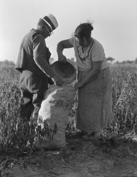 Mexican townfolk sacking peppers near Stockton, California, 1936. Creator: Dorothea Lange.