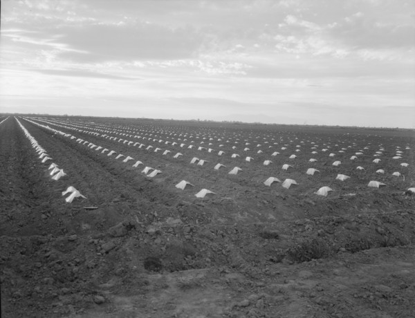 Capped cantaloupe, Imperial Valley, California, 1937. Creator: Dorothea Lange.