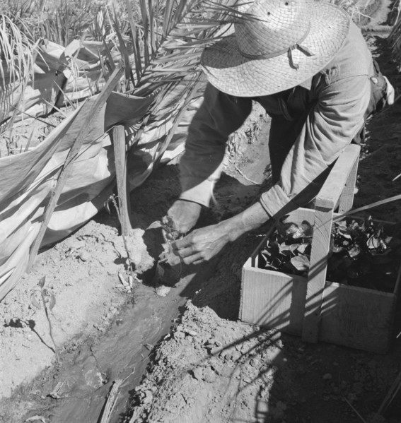 Replanting chili plants on a Japanese-owned ranch, desert agriculture, Imperial Valley, CA, 1937. Creator: Dorothea Lange.