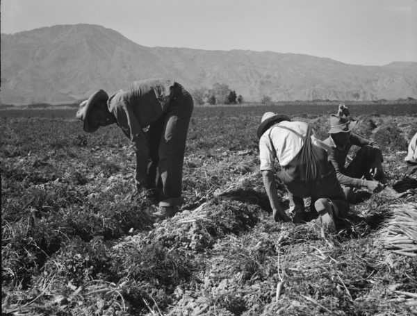 Carrot pullers from Texas, Oklahoma, Missouri, Arkansas and Mexico in Coachella Valley, CA, 1937. Creator: Dorothea Lange.