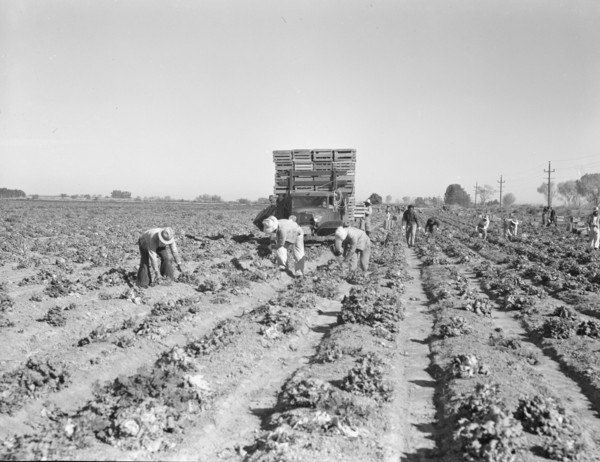 Lettuce cutting in the Imperial Valley, California, 1937. Creator: Dorothea Lange.